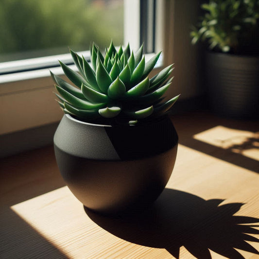 Succulent Planter – byVORM